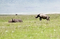 Ngorongoro Nasehorn med unge05